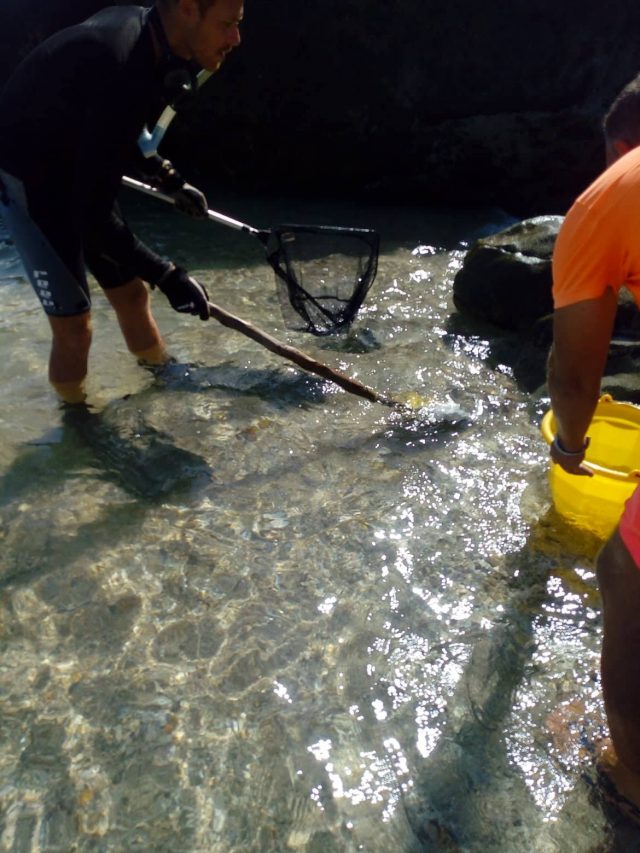 Time to Catch Scorpion Fish