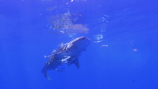 Whale Shark Season 2