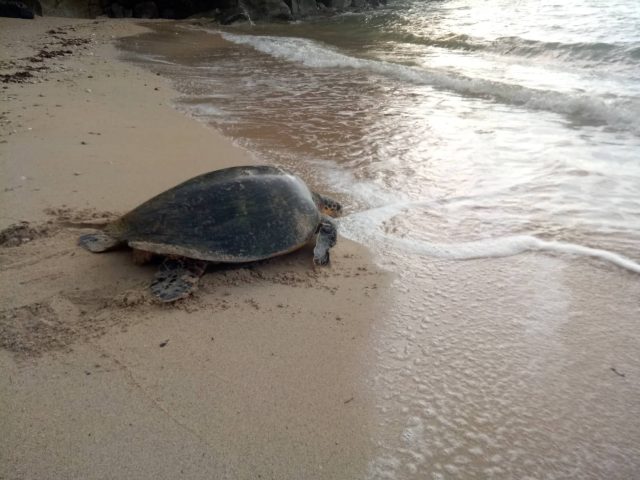 sea turtle on our beach
