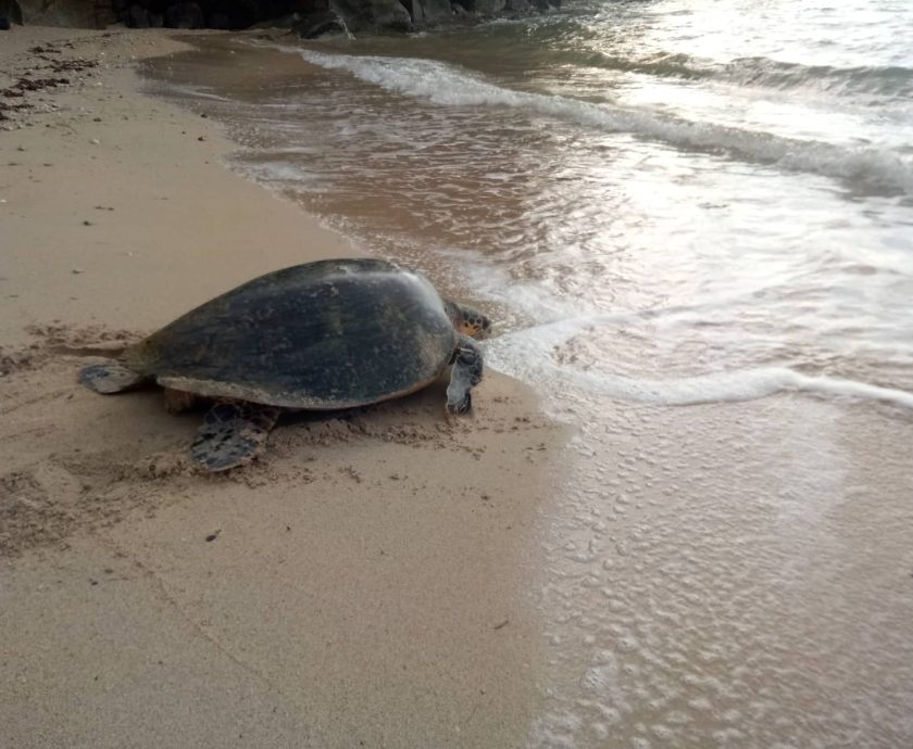 sea turtle on our beach