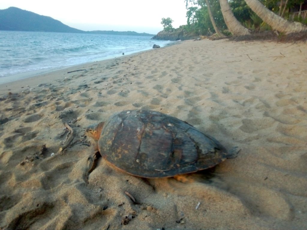 Hawksbill Sea Turtle Monitoring - Nesting 2018
