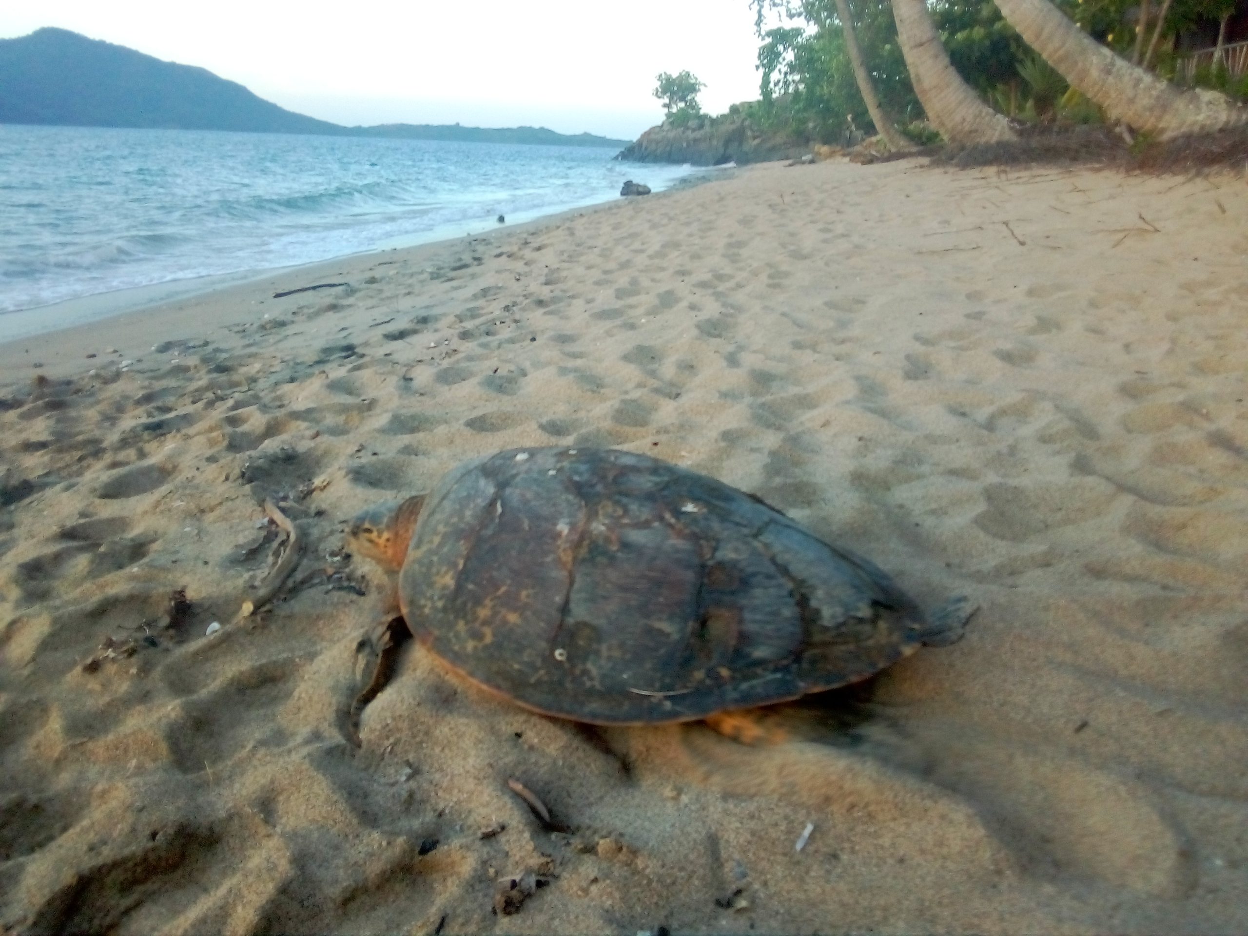 Sea Turtle Monitoring - Nesting 2018