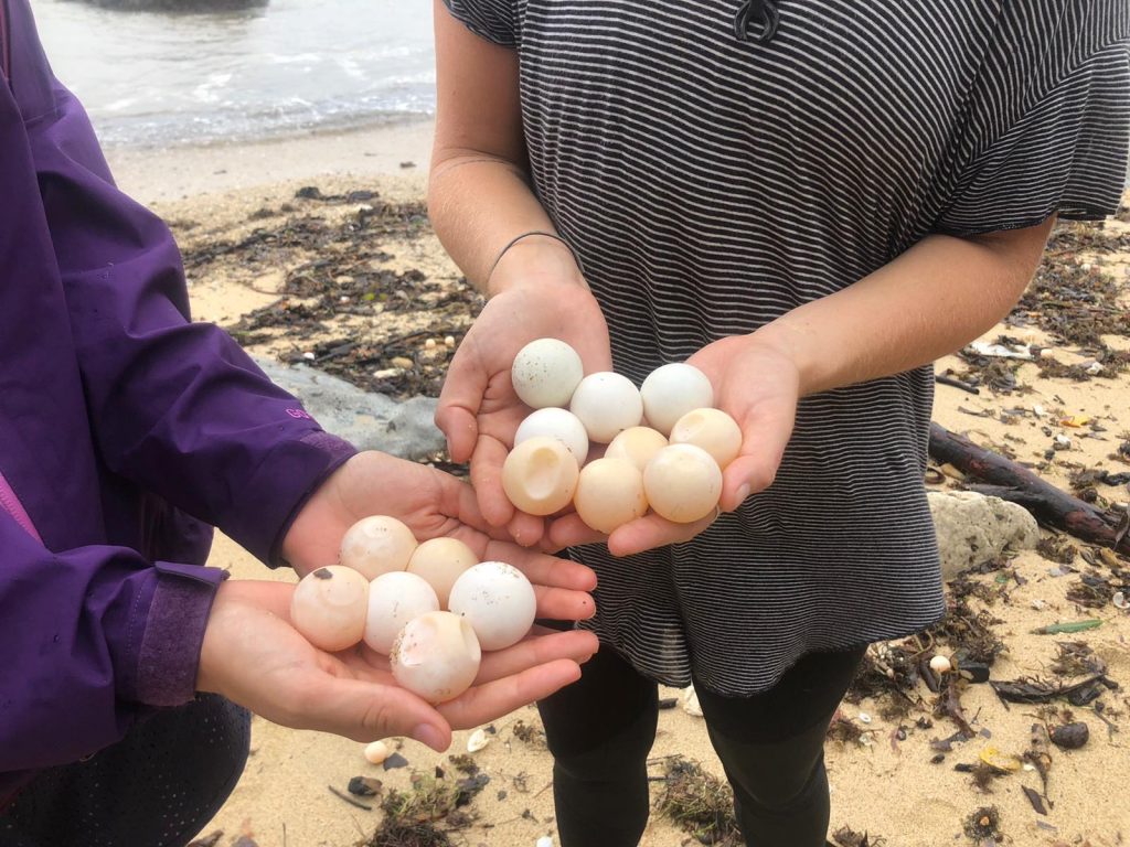 volunteers holding turtle eggs