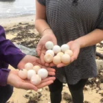 Volunteer conservation efforts during wet season challenges