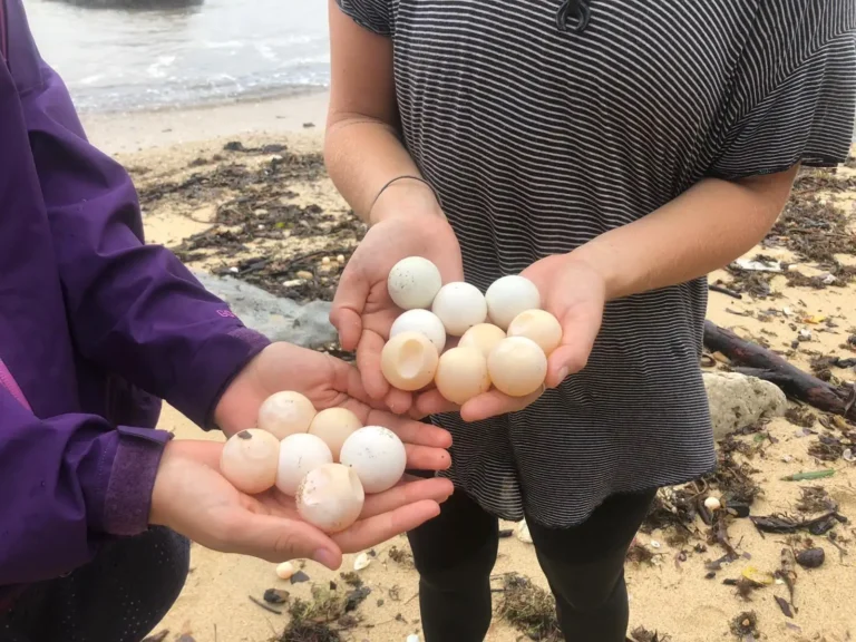 volunteers holding turtle eggs during gap year