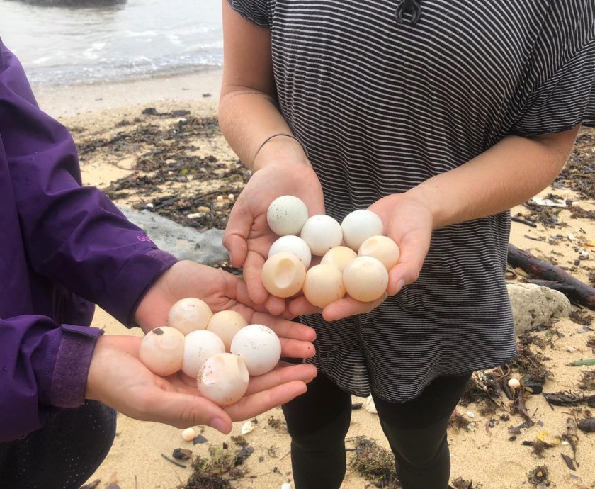 volunteers-turtle-eggs