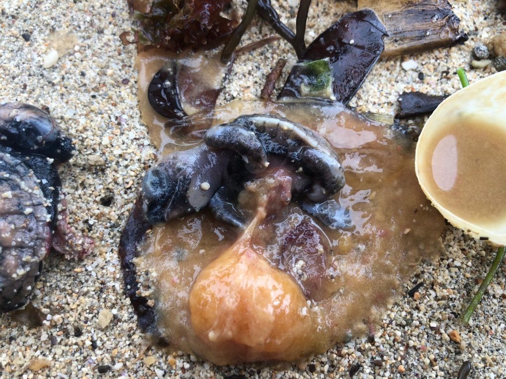 Damaged turtle embryo found during volunteer conservation efforts during wet season challenges.