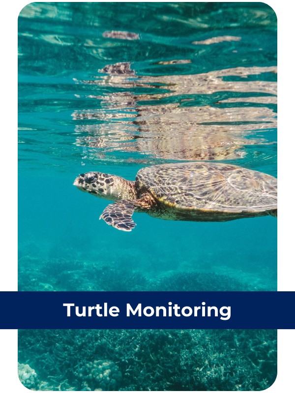 Turtle Monitoring