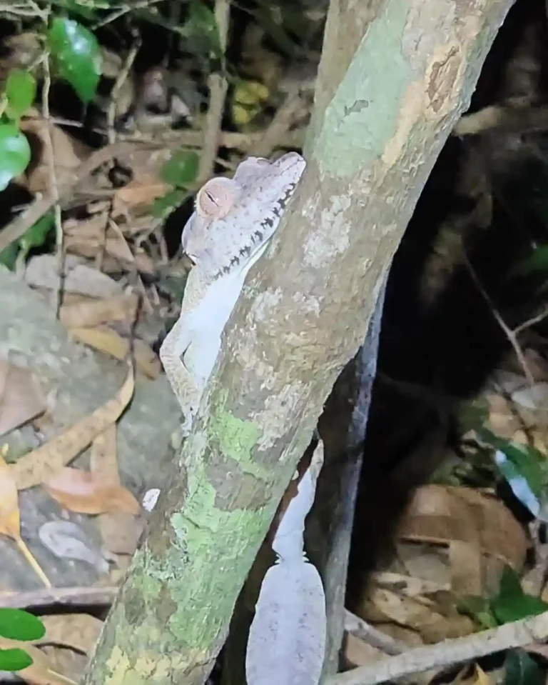 forest conservation gap year