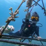 Top Marine Conservation Volunteer Destinations in 2026