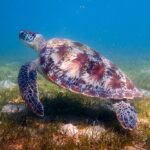 Where to Be a Sea Turtle Conservation Volunteer: Global Destinations