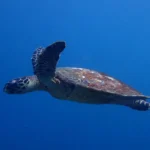 What Do Turtle Conservation Volunteers Do Each Day?