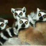 Lemur Conservation in Madagascar: How Volunteers Are Helping Protect the World’s Most Endangered Primates