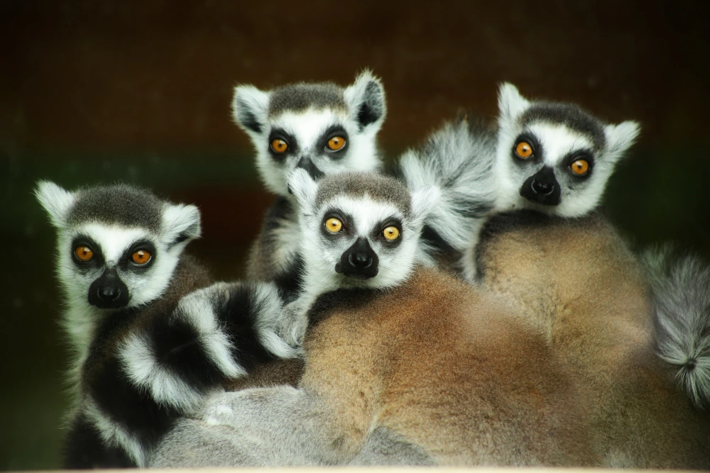 group of lemurs