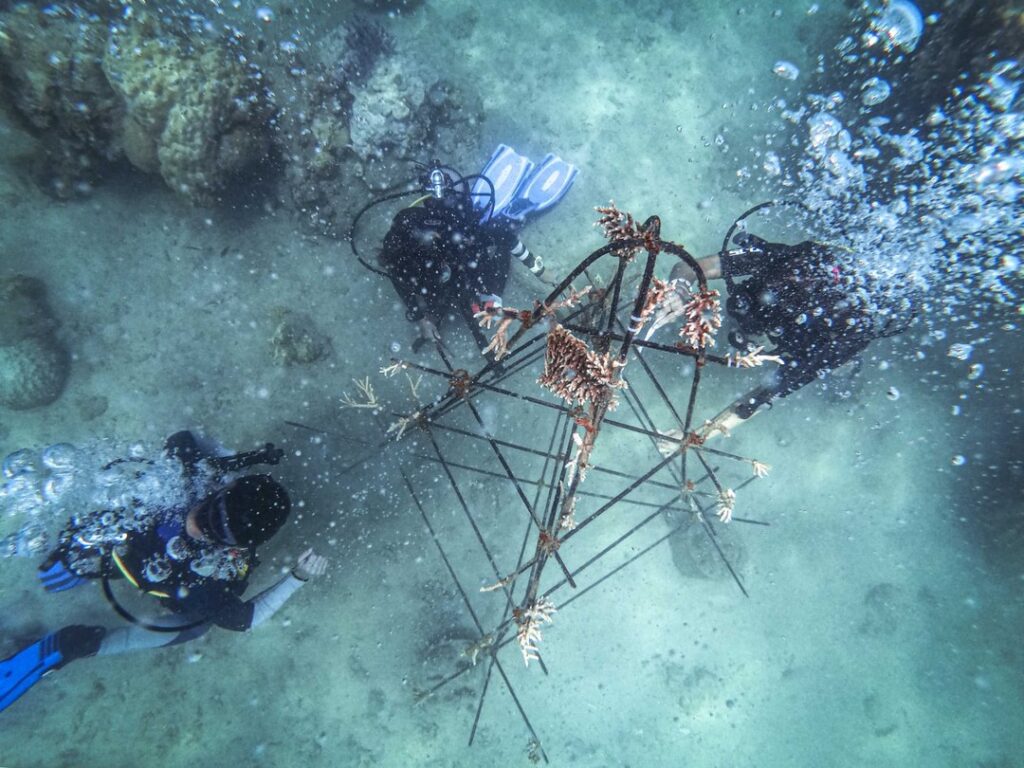 Artificial coral reef restoration project in Madagascar