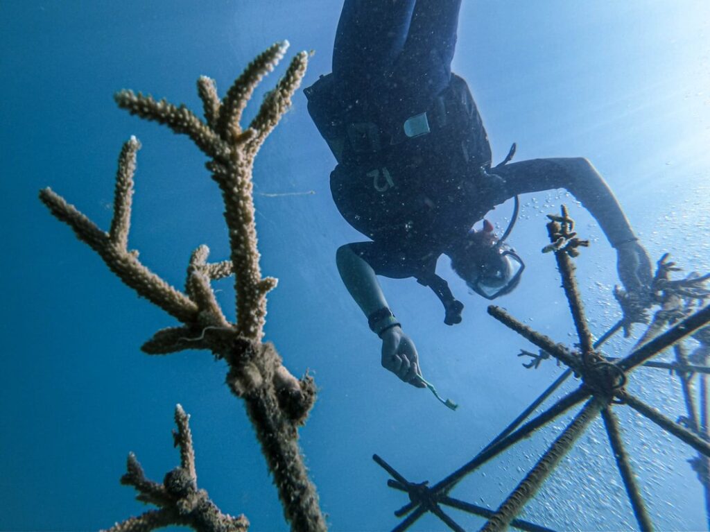 Volunteers monitoring artificial coral reef structures in Madagascar